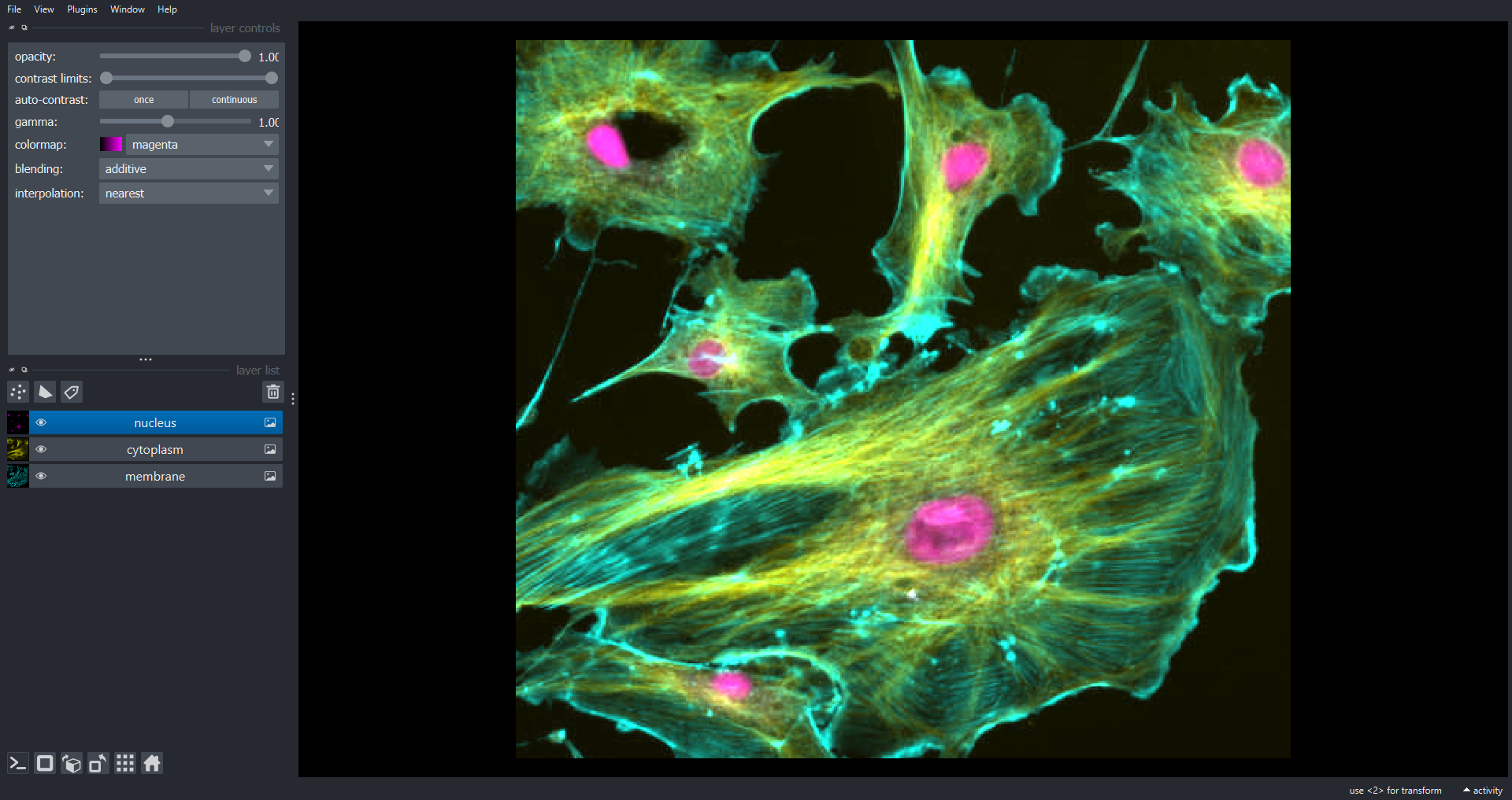 Napari viewer showing the cells image split into separate labelled channels