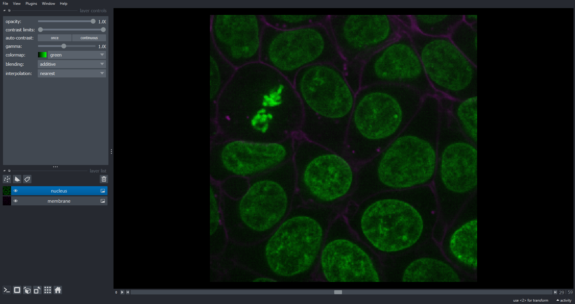 Napari viewer showing a single slice of the cells3d volumetric stack