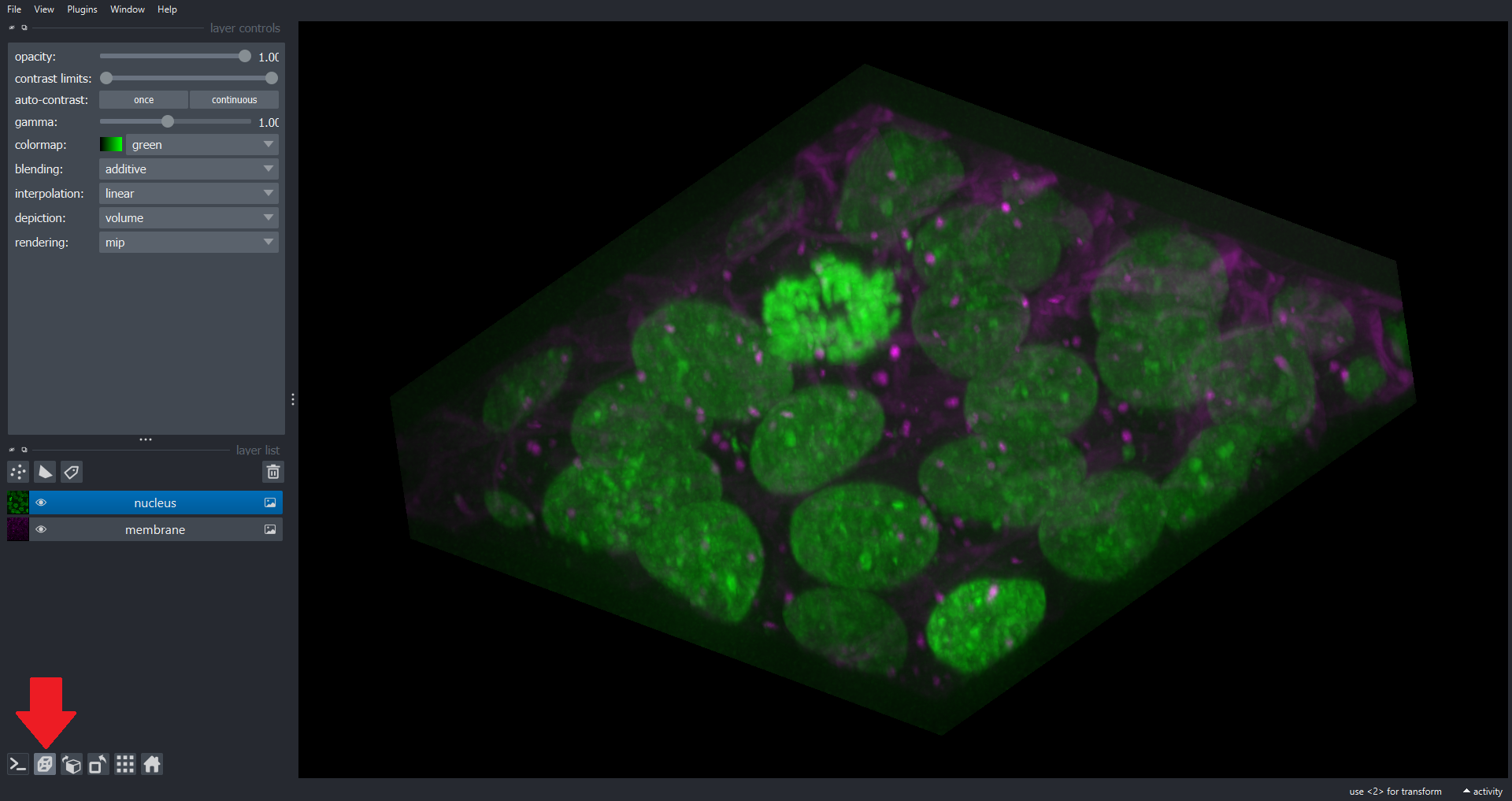 Napari viewer showing a 3D volume rendering of the cells3d stack