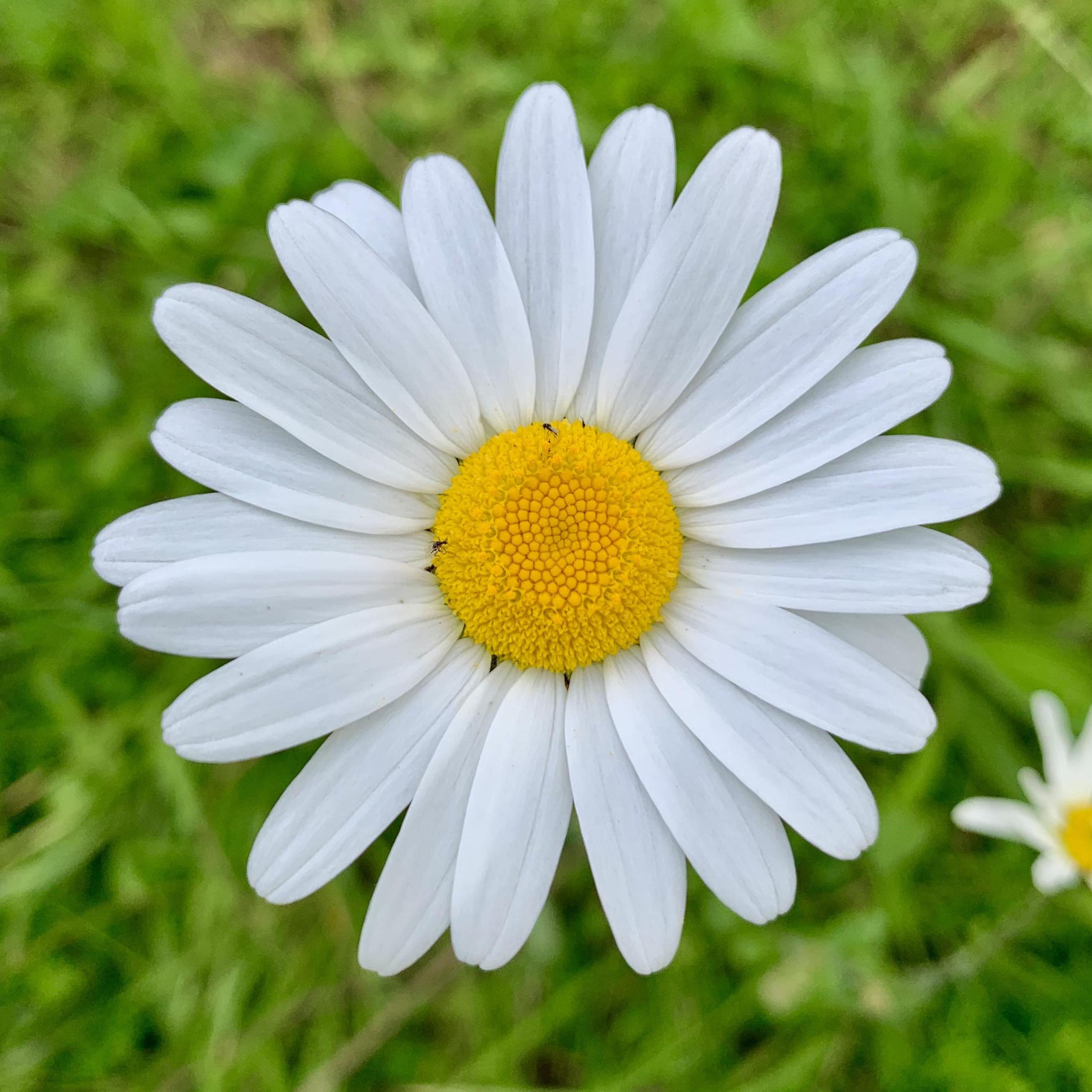 Picture of a Lawn Daisy
